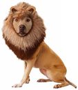 Animal Planet Lion Dog Costume - Medium