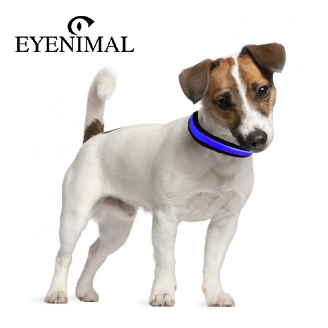 Jack Russel Terrier wearing Eyenimal Light Collar