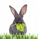 Rabbit / Bunny Food & Treats