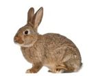 Rabbit Nutritional Supplements